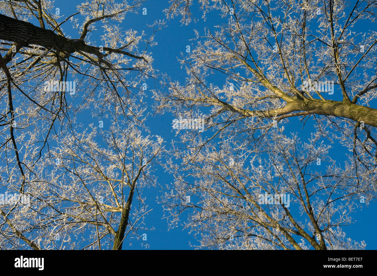 Rami di latifoglie nel bosco di latifoglie nel gelido inverno freddo coperto di brina / brina contro il cielo blu Foto Stock