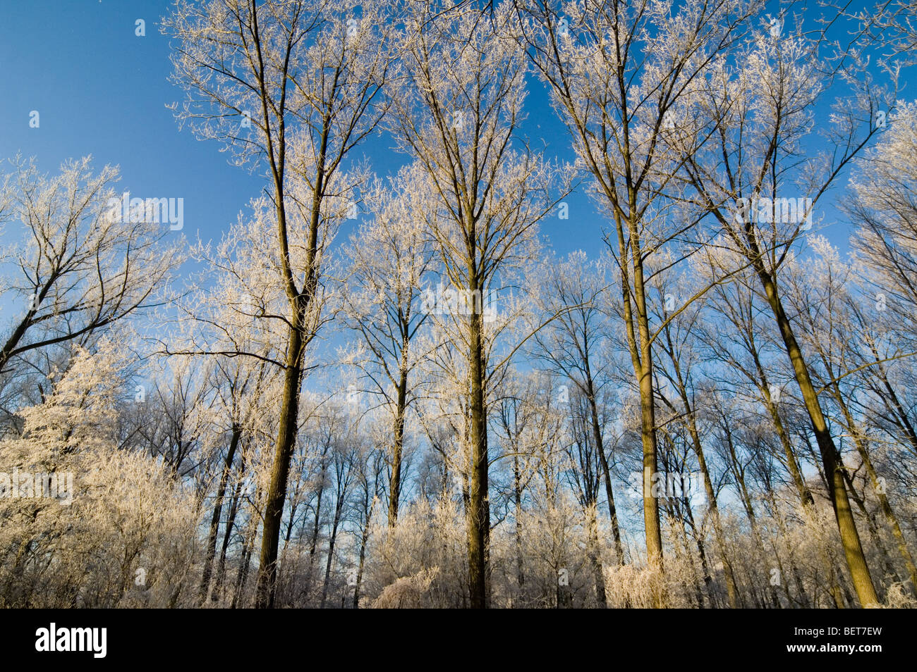 Rami di alberi di latifoglie foresta nel gelido inverno freddo coperto di brina / brina sulla giornata di sole Foto Stock