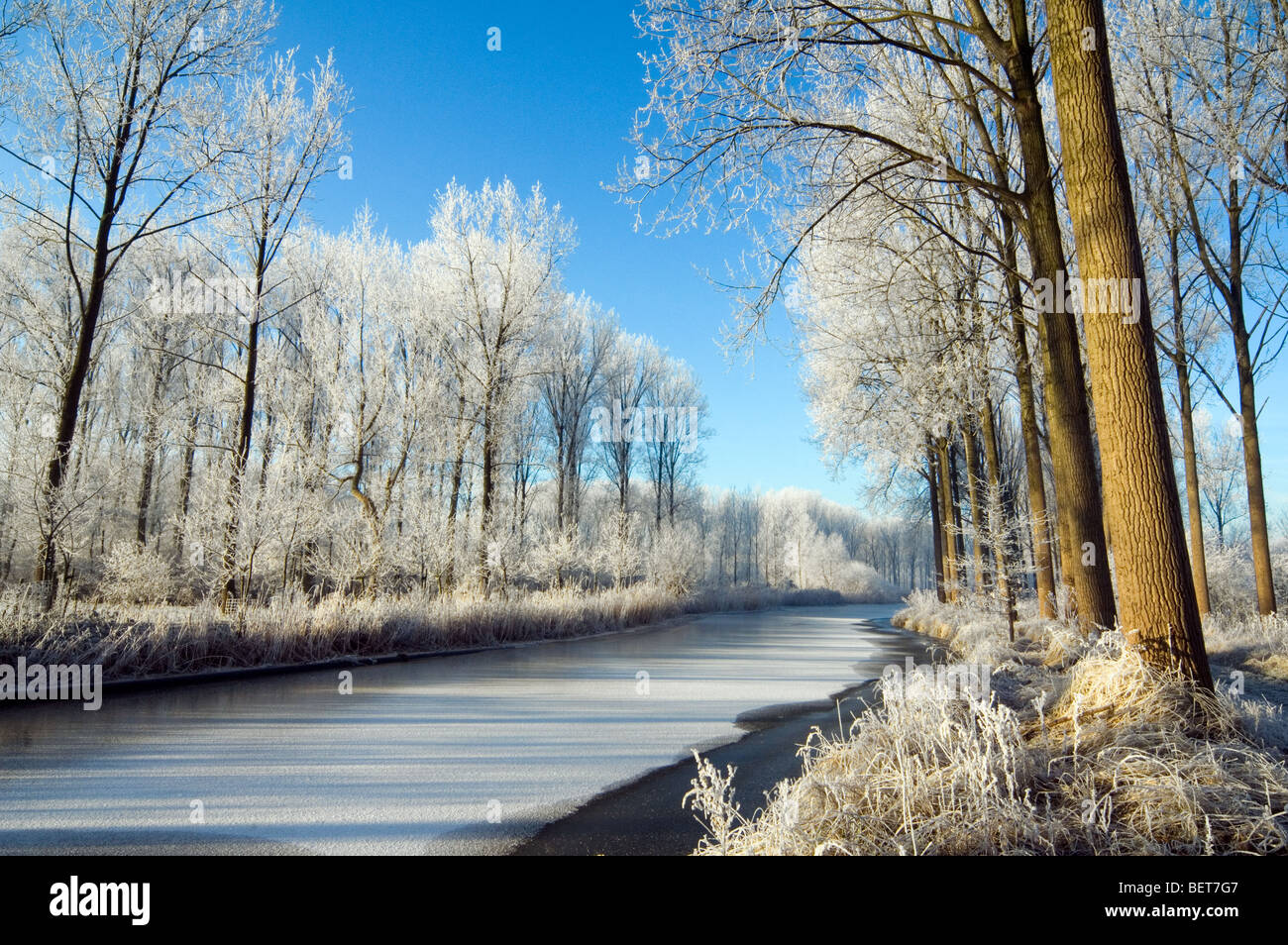Alberi e reedbed lungo il fiume congelato con ghiaccio nel gelido inverno coperto di brina bianca, Moerbeke, Belgio Foto Stock