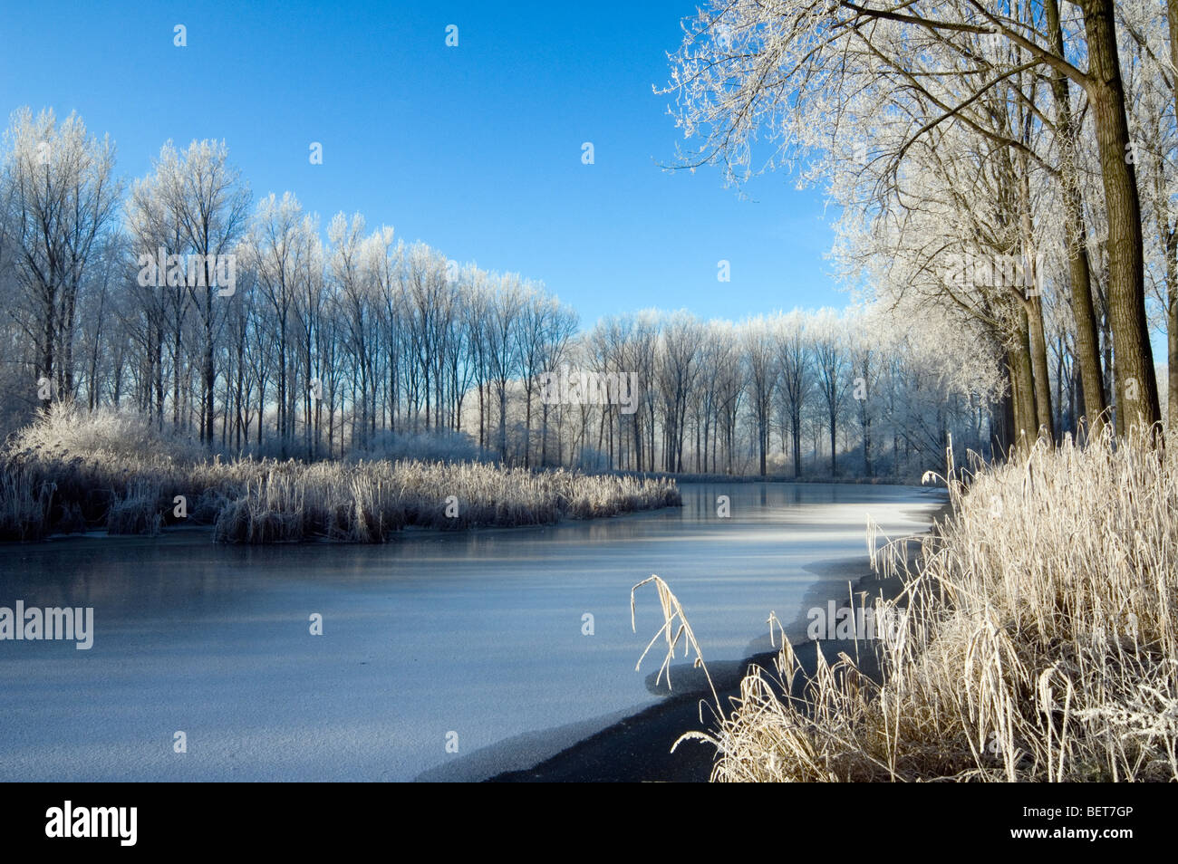 Alberi e reedbed lungo il fiume congelato con ghiaccio nel gelido inverno freddo coperto di brina in una giornata di sole, Moerbeke, Belgio Foto Stock