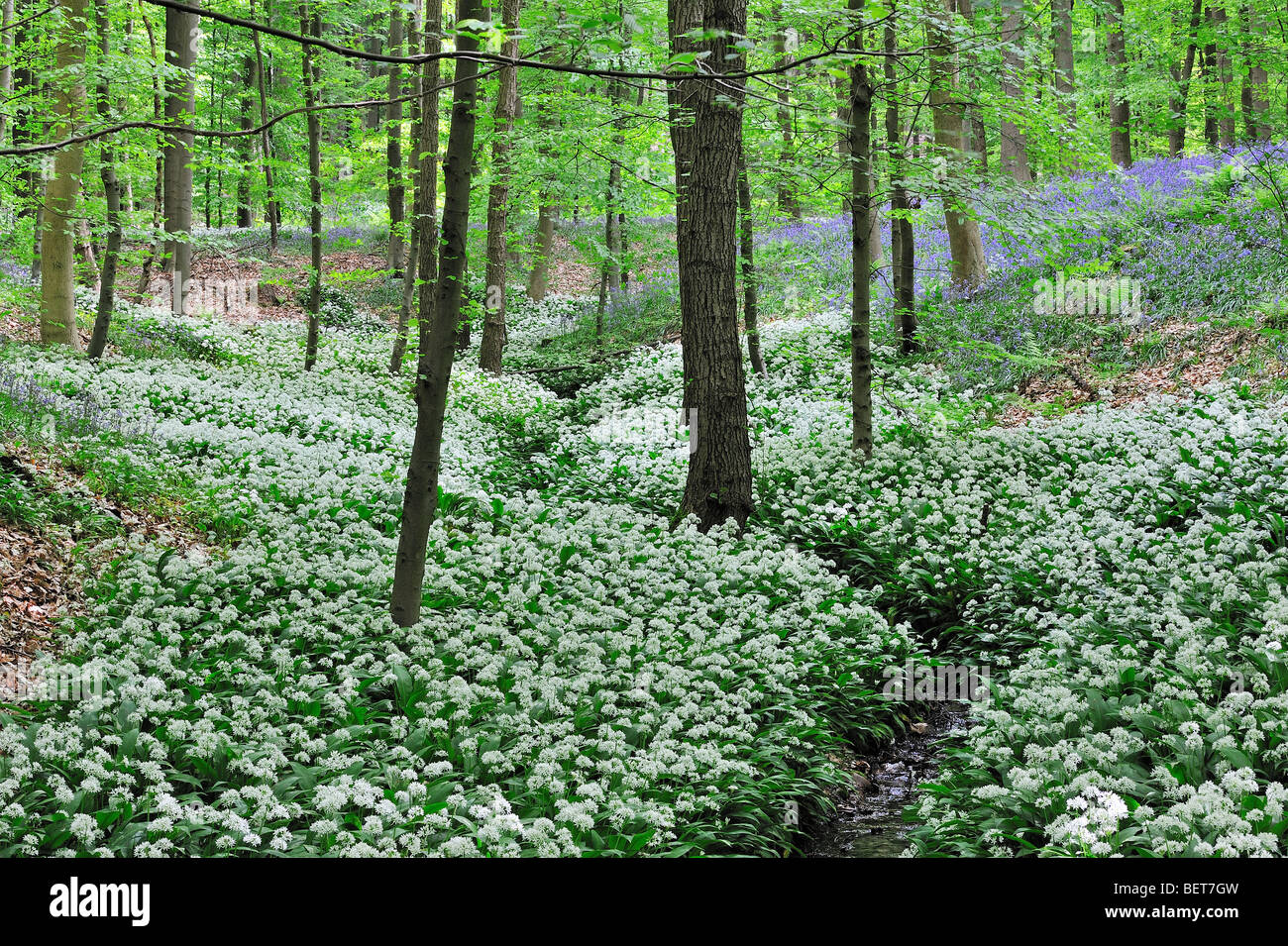 Aglio selvatico / Ramsons (Allium ursinum) e bluebells fioritura lungo il ruscello di foresta in faggio bosco di latifoglie Foto Stock