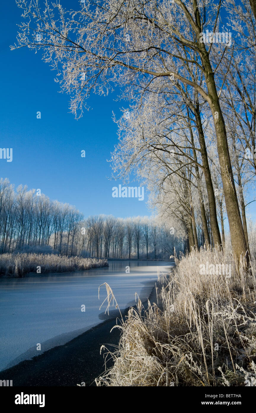 Alberi e reedbed lungo il fiume congelato con ghiaccio nel gelido inverno freddo coperto di brina in una giornata di sole, Moerbeke, Belgio Foto Stock