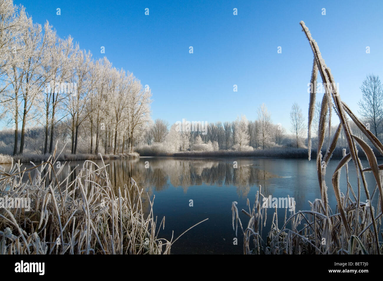 Alberi e reedbed lungo il fiume congelato con ghiaccio nel gelido inverno coperto di brina bianca, Moerbeke, Belgio Foto Stock