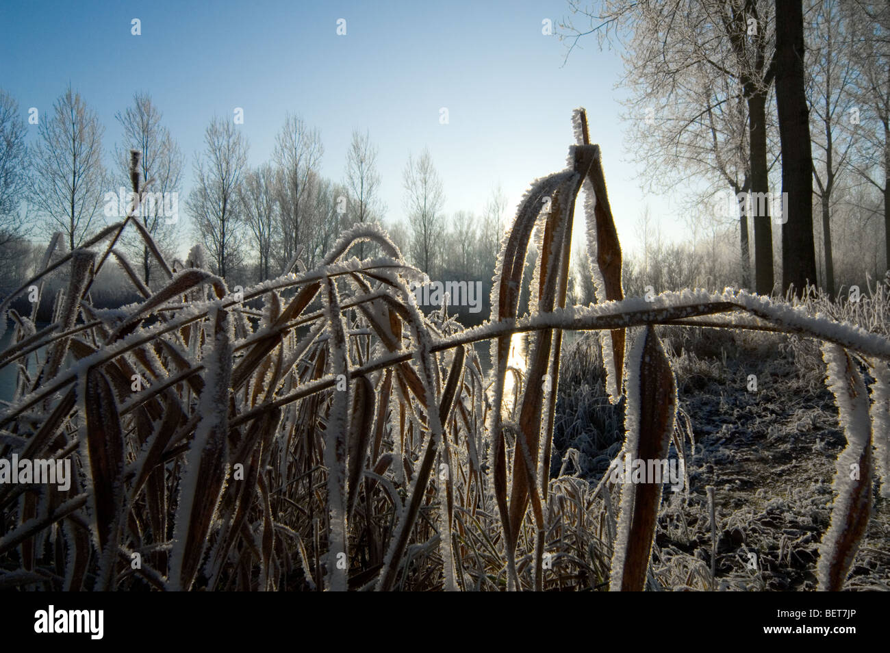 Alberi e reedbed lungo il fiume congelato con ghiaccio nel gelido inverno freddo coperto di brina bianca, Moerbeke, Belgio Foto Stock