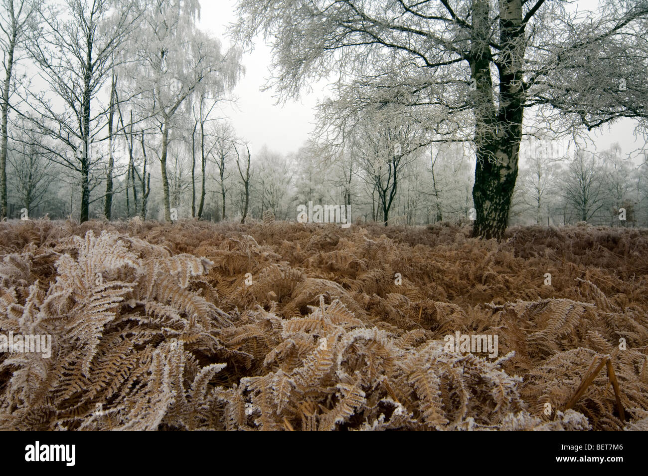 Di betulle e felci nel bosco di latifoglie nel gelido inverno freddo coperto di brina / brina Foto Stock