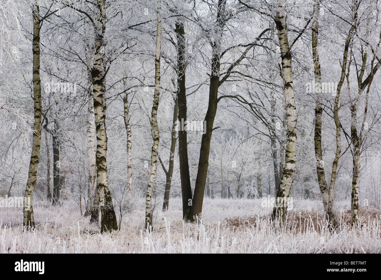 Rami di betulla nel bosco di latifoglie nel gelido inverno freddo coperto di brina / brina, Belgio Foto Stock