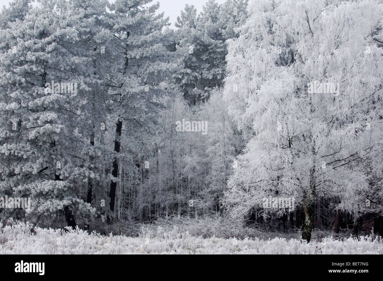 I rami di pini e di alberi decidui in di latifoglie foresta nel gelido inverno freddo coperto di brina / brina Foto Stock