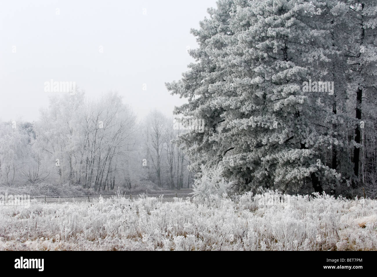 I rami di pini e di alberi decidui in di latifoglie foresta nel gelido inverno freddo coperto di brina / brina Foto Stock