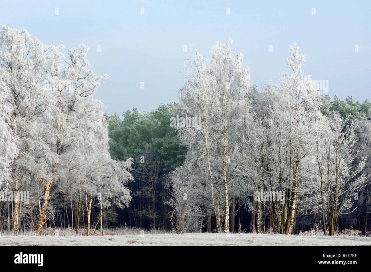 I rami di pini e di alberi decidui in di latifoglie foresta nel gelido inverno freddo coperto di brina / brina Foto Stock