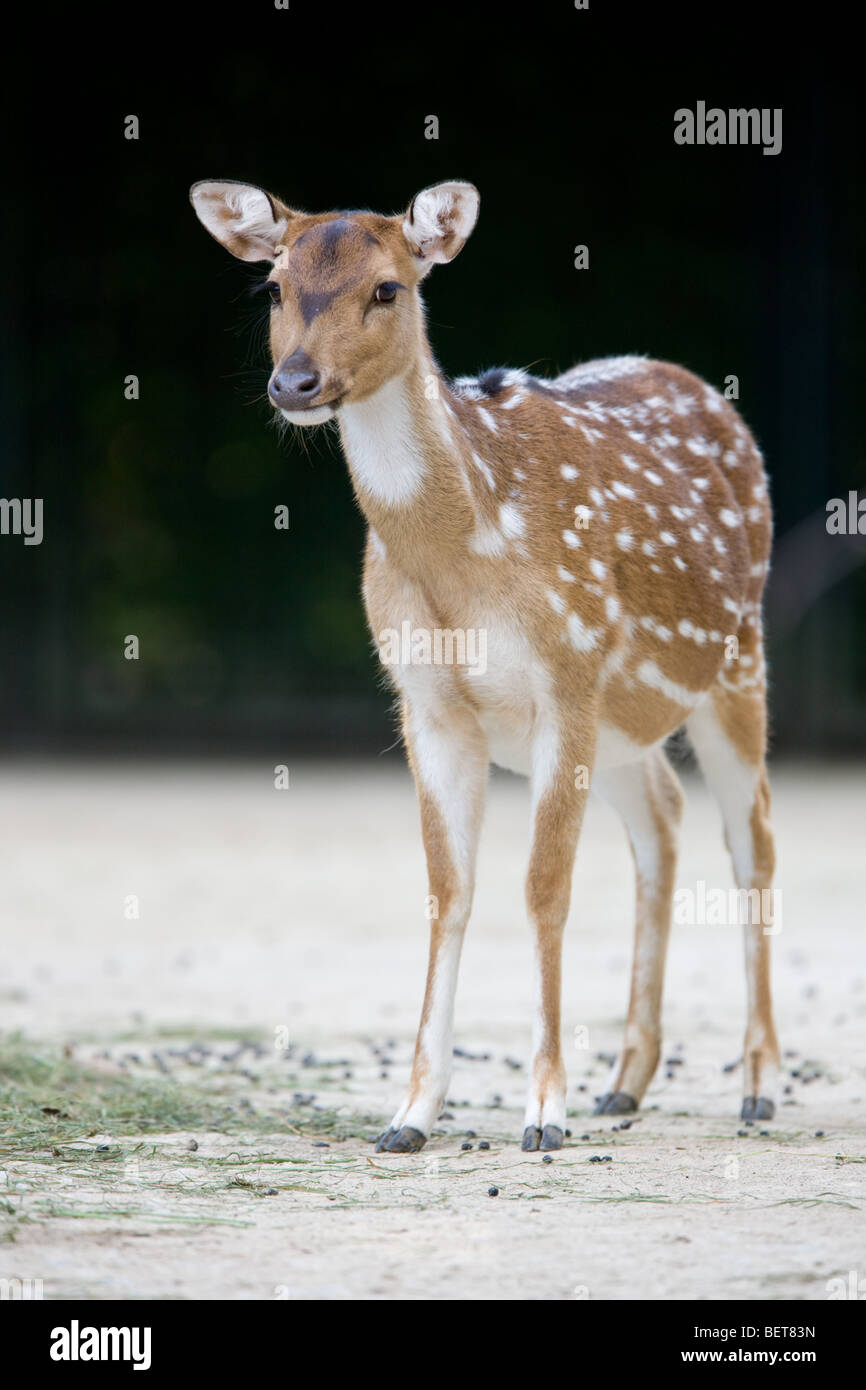 Chital o Cheetal - asse asse Foto Stock