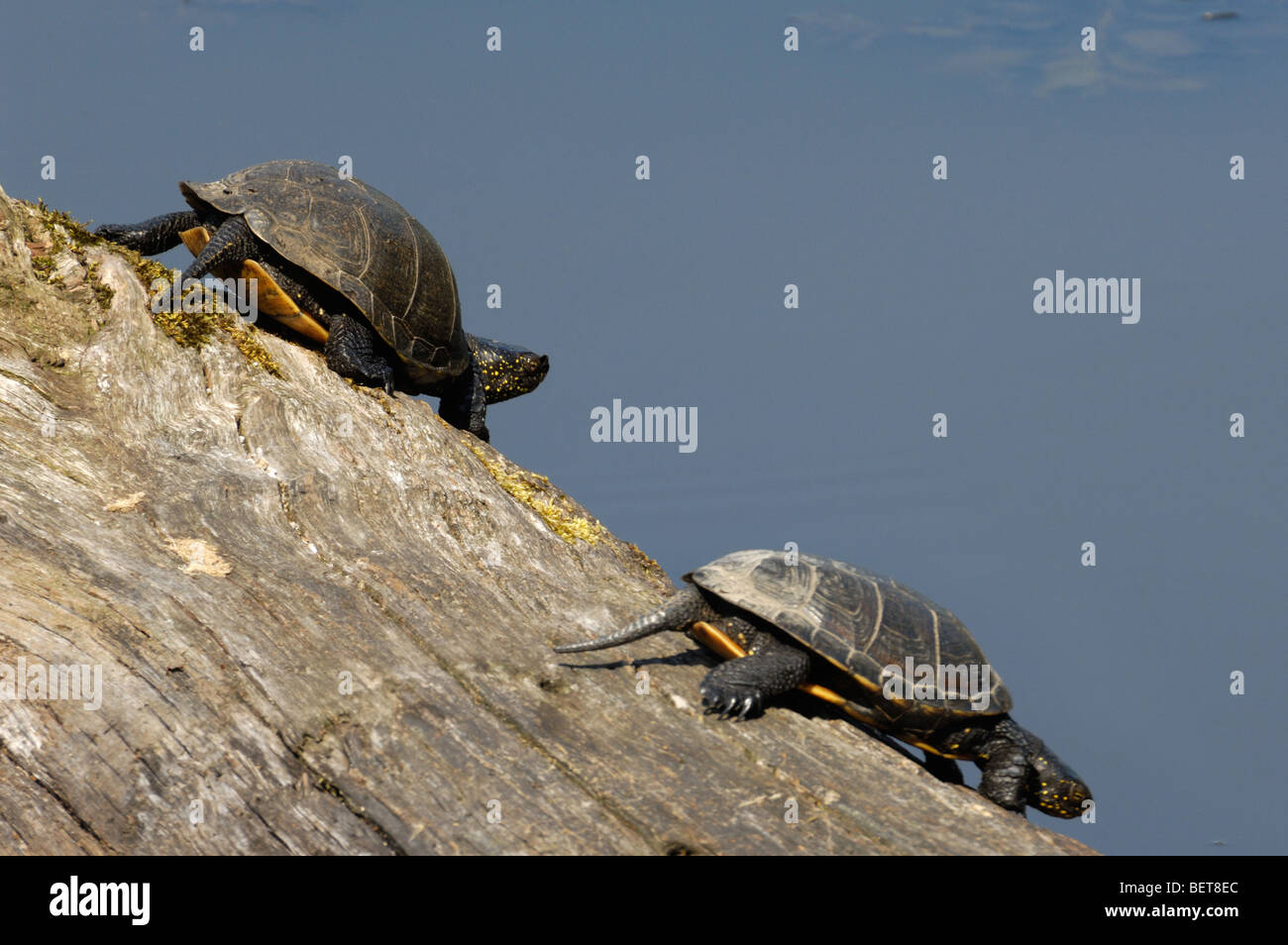 Stagno europea tartarughe (Emys orbicularis) sul tronco di albero in stagno, La Brenne, Francia Foto Stock