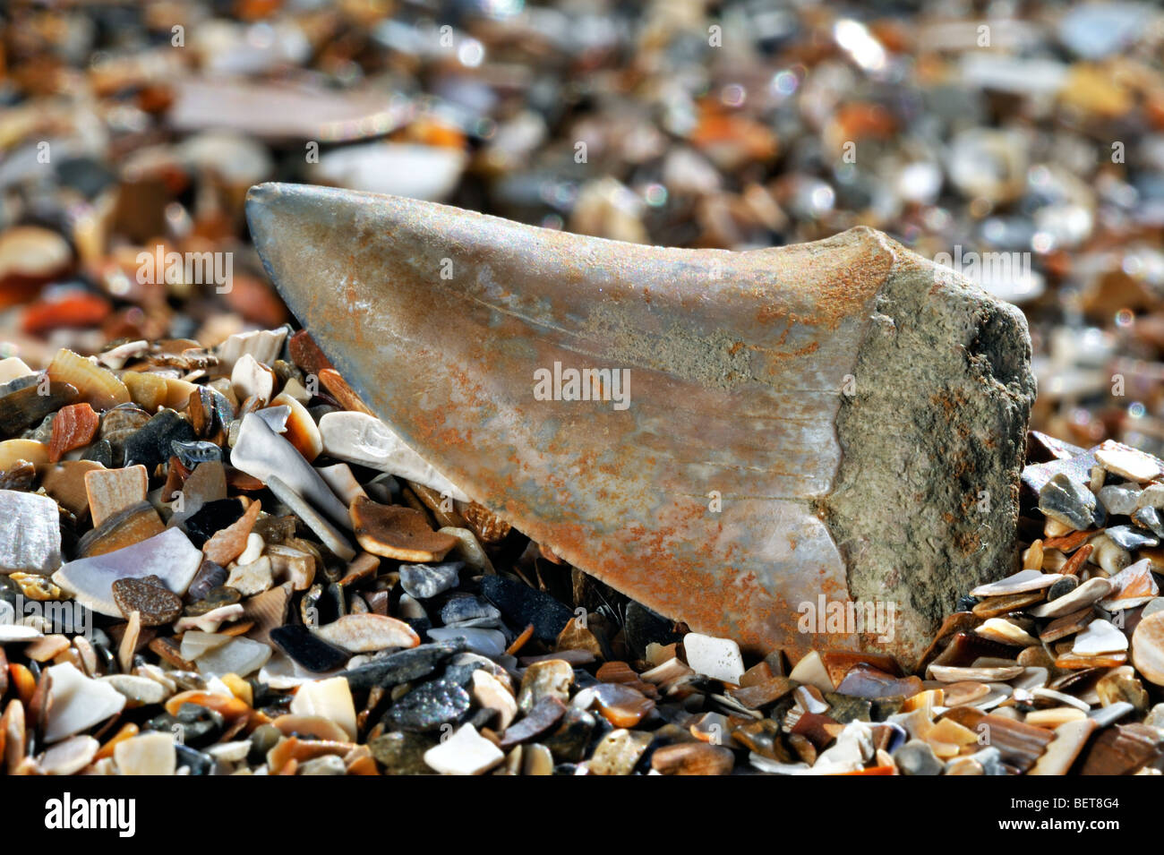 Di squalo fossili dente sulla spiaggia, Belgio Foto Stock