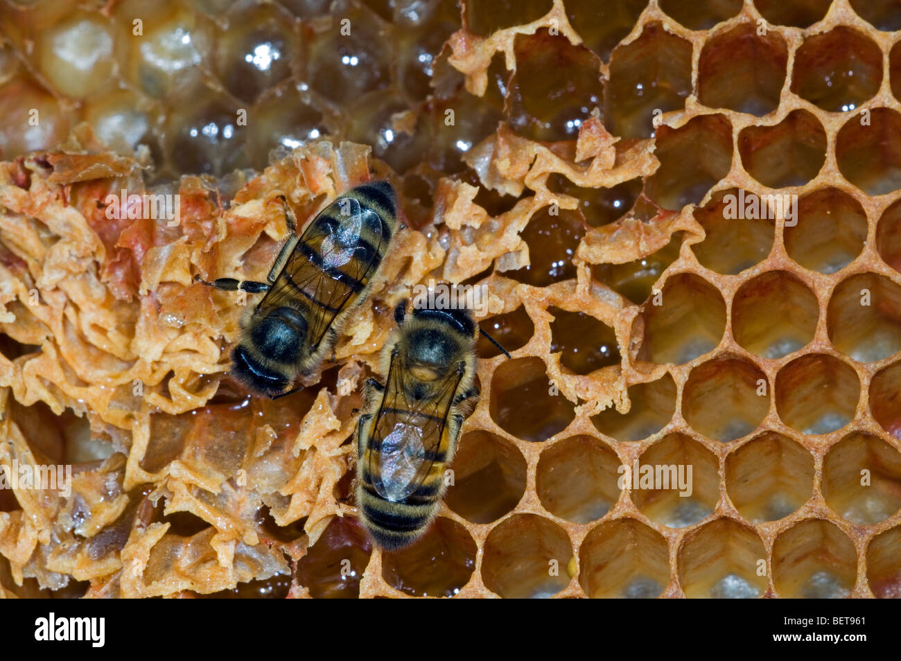 Il miele delle api lavoratore (Apis mellifera) sul pettine che mostra stappate e scoperchiate le celle all'interno di alveare, Belgio Foto Stock