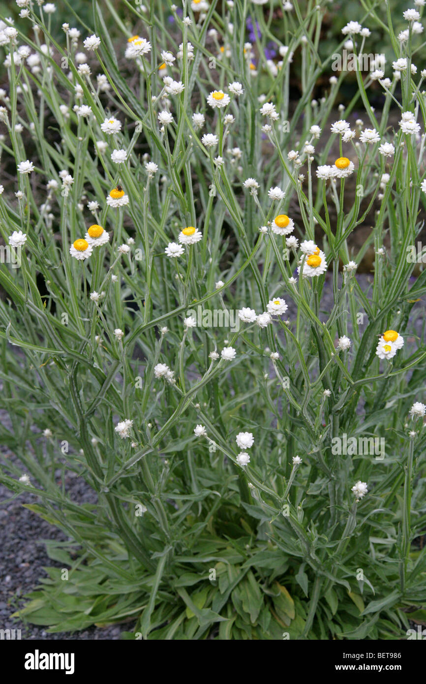 Winged eterna, Ammobium alatum, Asteraceae, Australia orientale Foto Stock