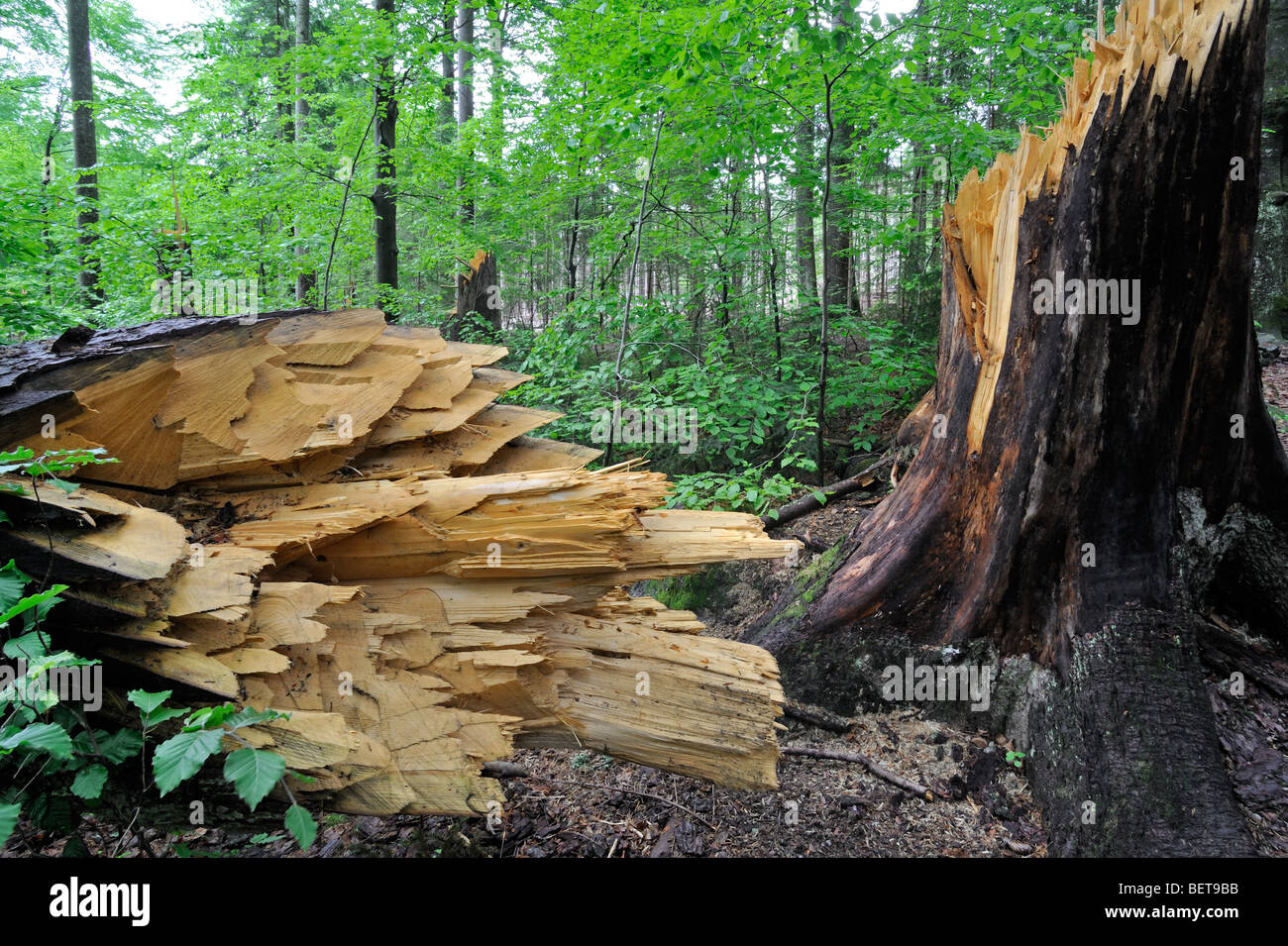 Rotture di tronchi di albero dei danni causati dalle tempeste nel bosco dopo il passaggio dell uragano, Foresta Bavarese, Germania Foto Stock