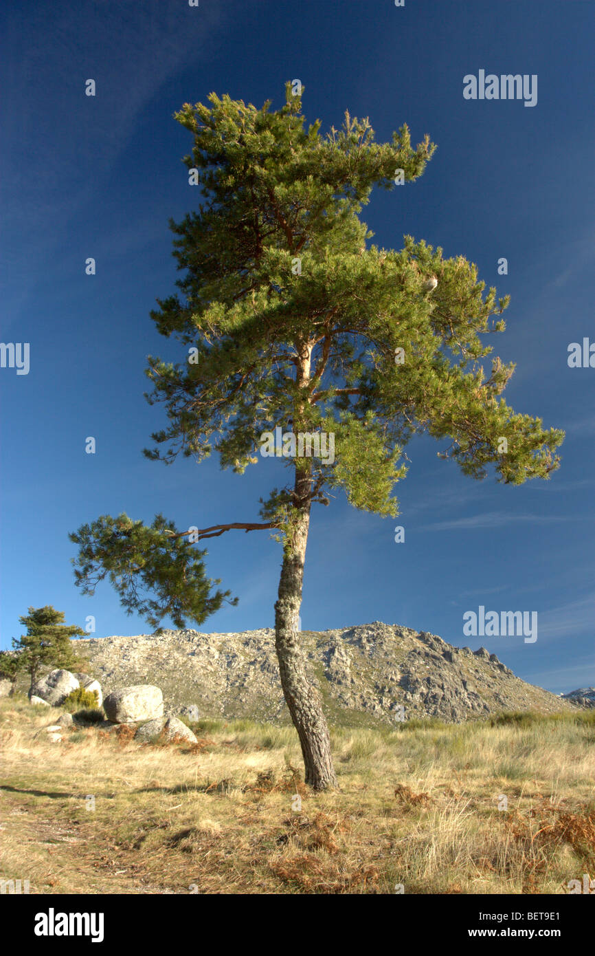 Di pino silvestre (Pinus sylvestris) Foto Stock