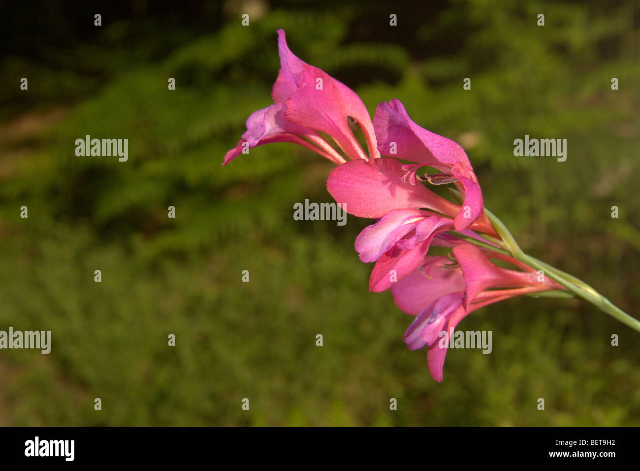 Illirico Gladiolus (Gladiolus illyricus) Foto Stock