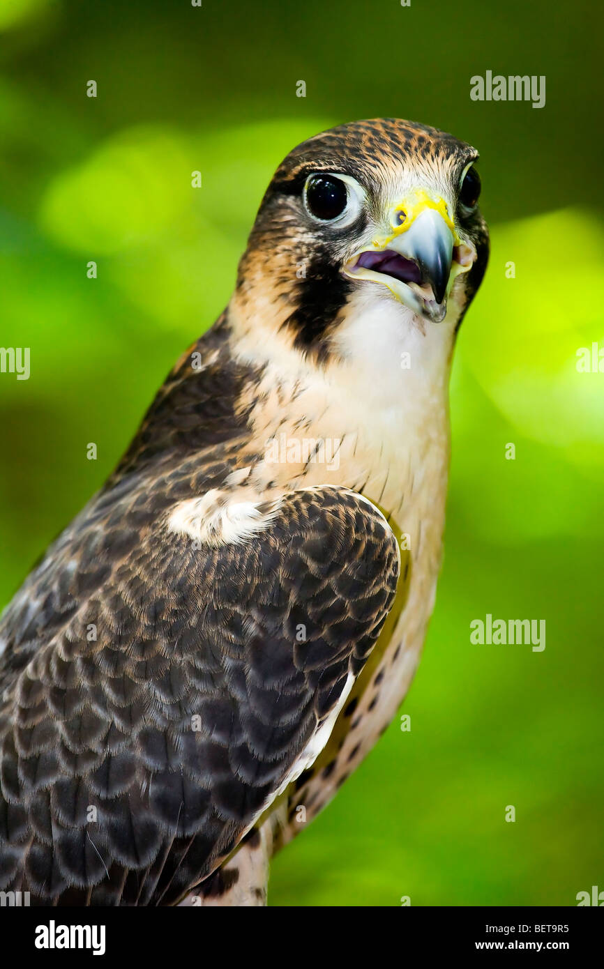 Falco pellegrino (Falco peregrinus) arroccata su un tronco di albero nella foresta Foto Stock