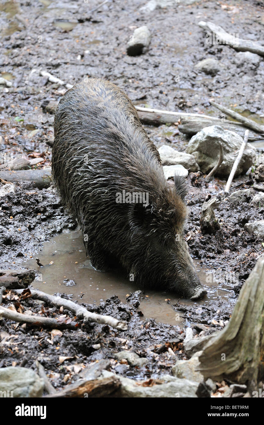 Il cinghiale (Sus scrofa) prendendo un bagno di fango nel pantano di sbarazzarsi dei parassiti in foresta Foto Stock