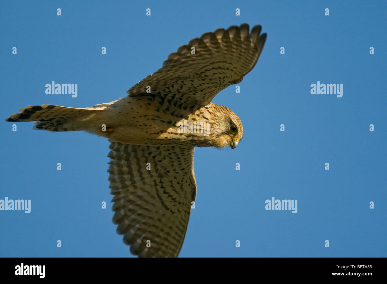 Comune di gheppio (Falco tinnunculus) femmina adulta in bilico mentre la caccia Foto Stock