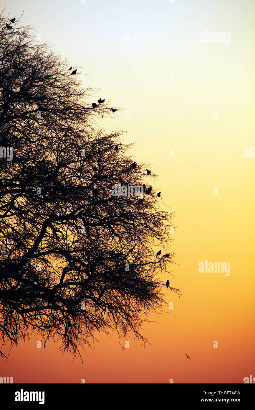 Gli uccelli sugli alberi al tramonto Etosha National Park Namibia Foto Stock