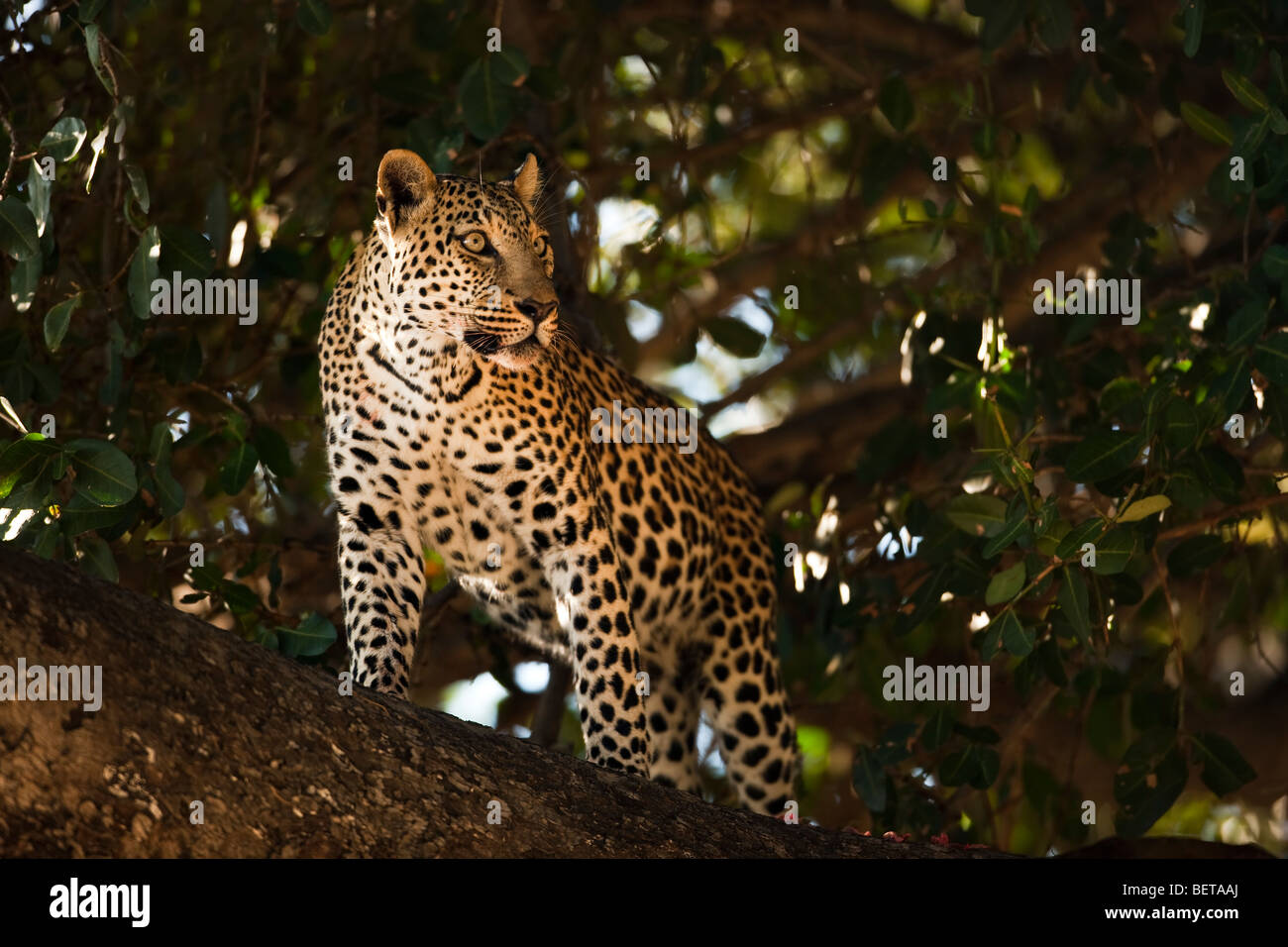 Leopard, Panthera Pardus, allarme permanente occhi puntati guardare qualcosa intensamente dal ramo di albero verde nel Parco Safari Okavango Delta Botswana Foto Stock