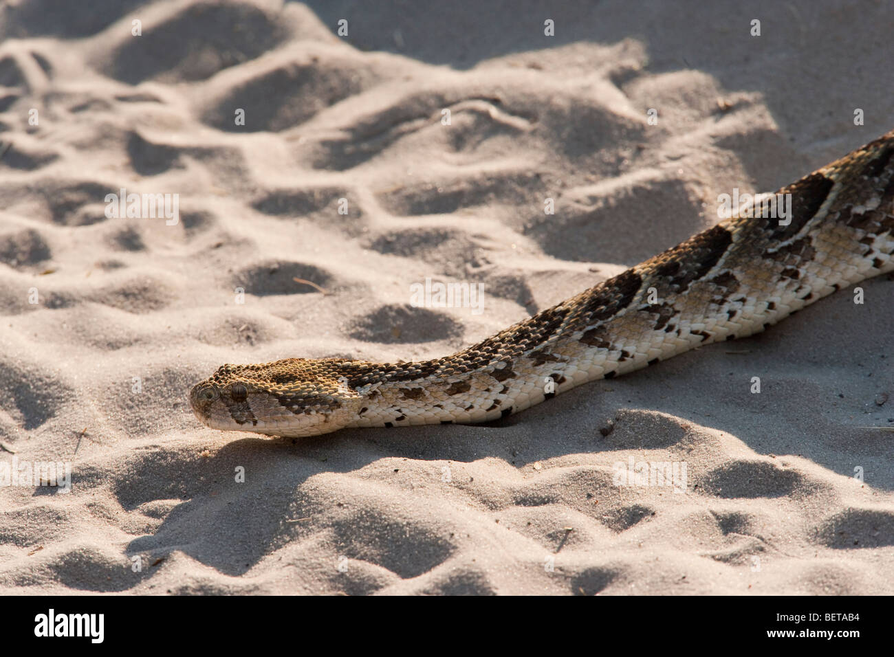 Grande puff sommatore Bitis arietans sopra close up profilo una terza snake in movimento nella strada di sabbia utilizzato dai veicoli di Safari in Okavango Delta del Botswana Foto Stock