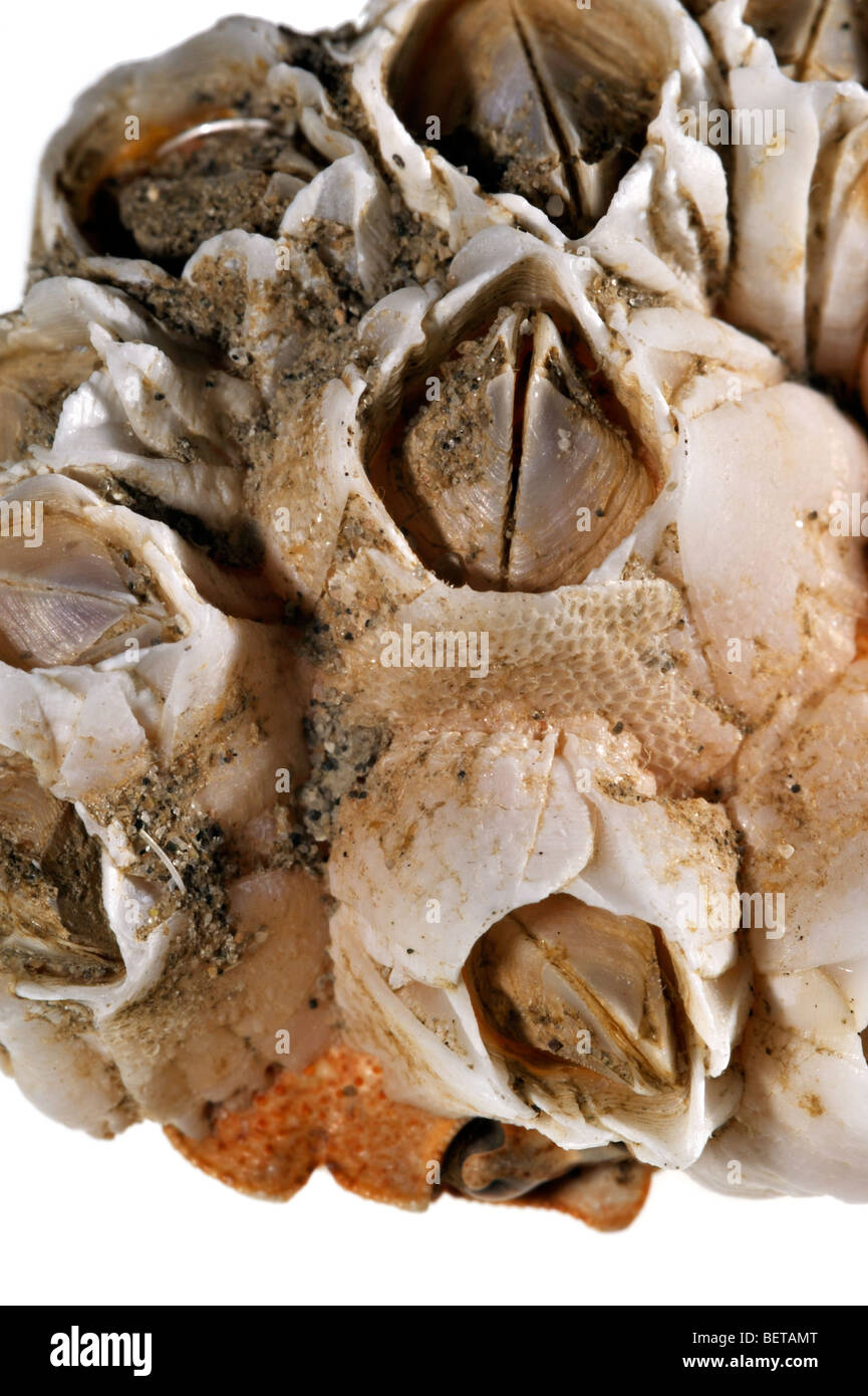 Acorn barnacles / Rock barnacle (Semibalanus balanoides) close up Foto Stock