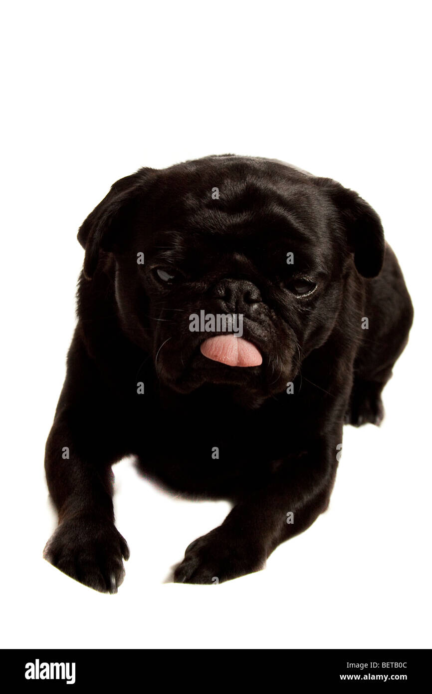 Nero del Pug Foto Stock