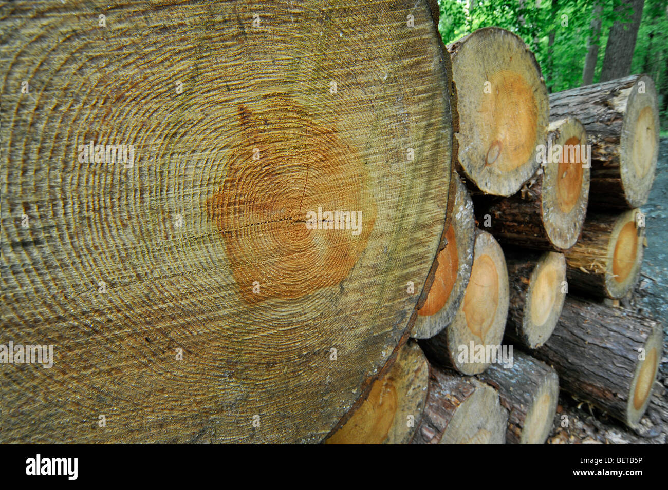 Woodpile di tagliare il legname da industria di registrazione che mostra annuale degli anelli di crescita Foto Stock