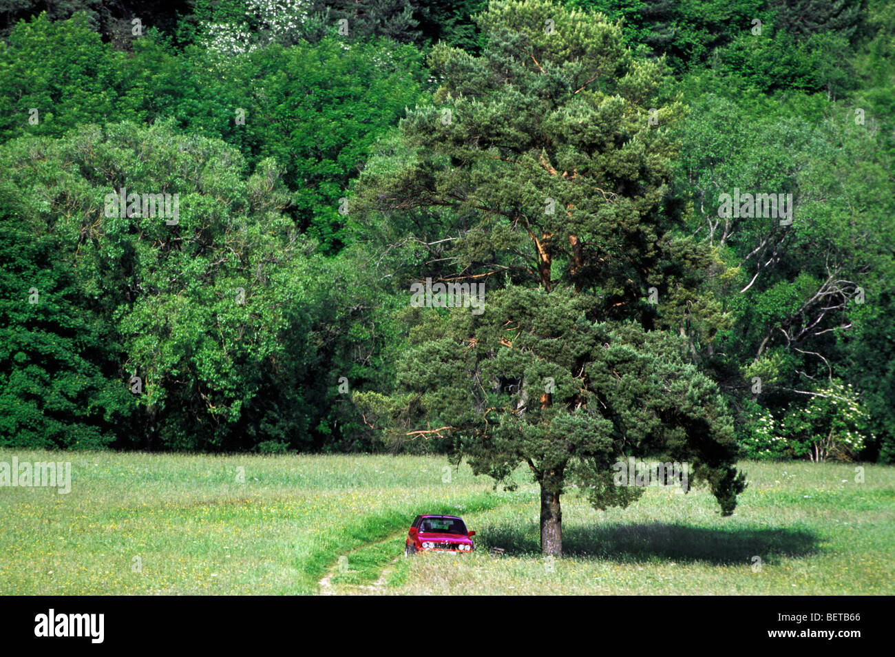 Auto di turista parcheggiato sotto agli alberi lungo il percorso del campo vicino alla foresta, Europa Foto Stock