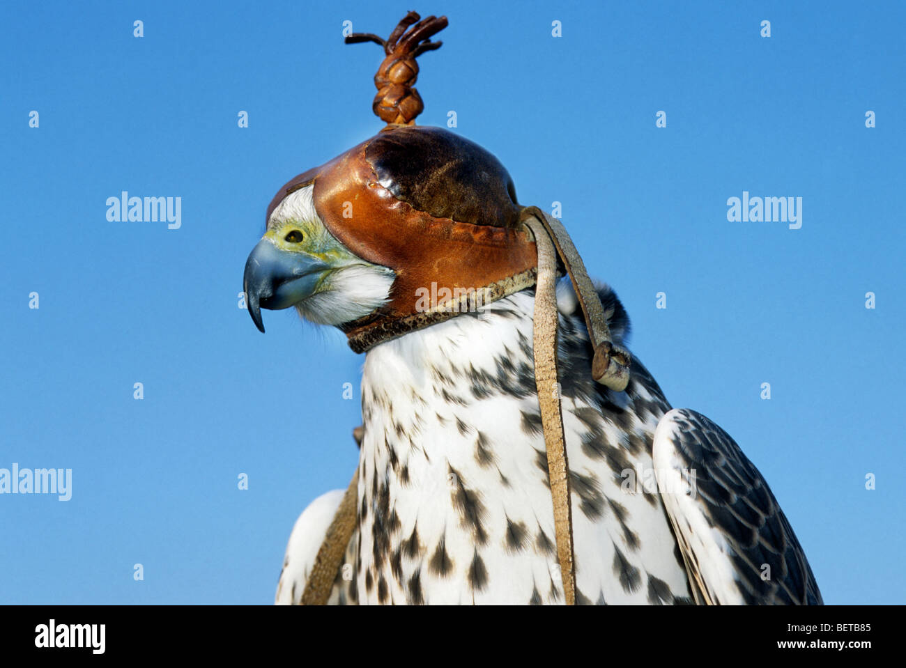 Chiusura del falco pellegrino (Falco peregrinus) indossando la cappa in pelle Foto Stock