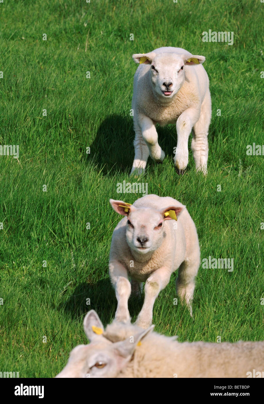 Due bianco Texel domestiche ovina (Ovis aries) agnelli in esecuzione per pecora in prato, Paesi Bassi Foto Stock