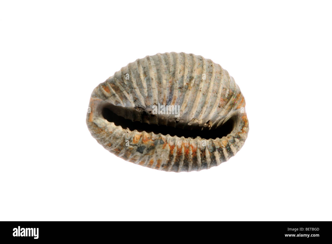 Arctic cowrie / cowrie settentrionale (Trivia arctica) shell su sfondo bianco Foto Stock