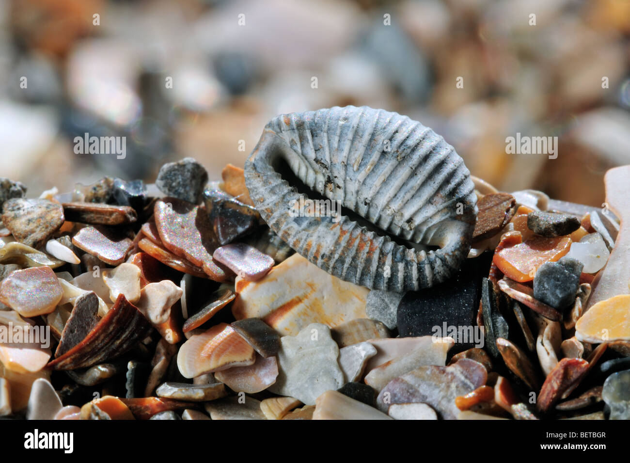 Arctic cowrie / cowrie settentrionale (Trivia arctica) sulla spiaggia Foto Stock