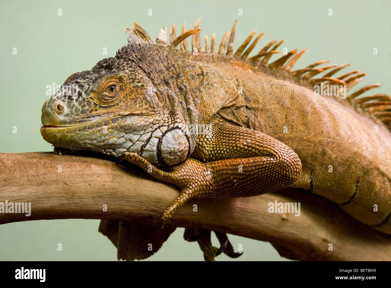 Big lizard dormire sul ramo di close-up, sfondo isolato Foto Stock