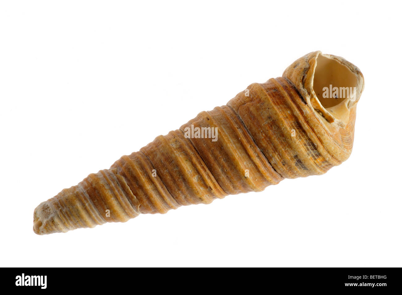La torretta-guscio / guscio della coclea / torre comune shell (Turritella communis) su sfondo bianco Foto Stock