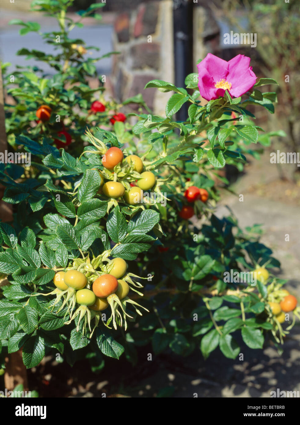 Close-up di rosa rugosa rosa con grande giallo e arancione rosa canina Foto Stock