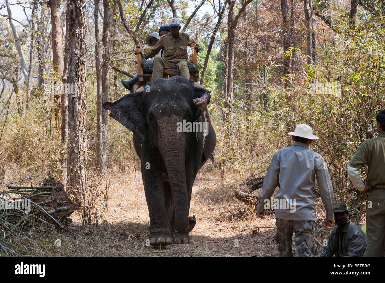 Mahout guida sul retro del lavoro elefante indiano con i turisti su safari corse di elefanti nella foresta Parco Nazionale di Kanha Madhya Pradesh India Foto Stock