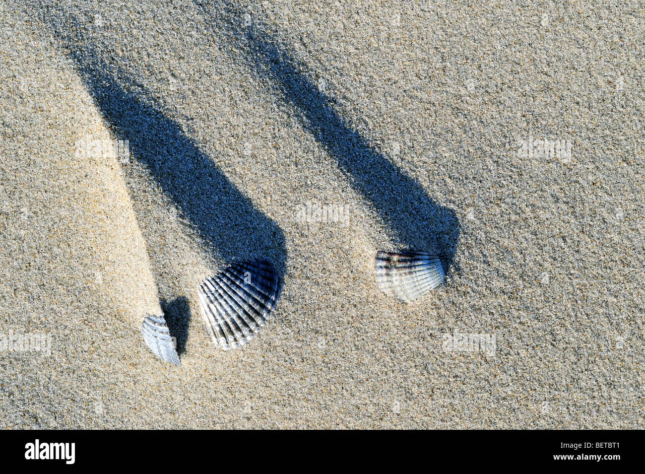 Le ombre delle creste di sabbia dietro cockle gusci (Cerastoderma edule / Cardium edule) formata dal vento sulla spiaggia Foto Stock