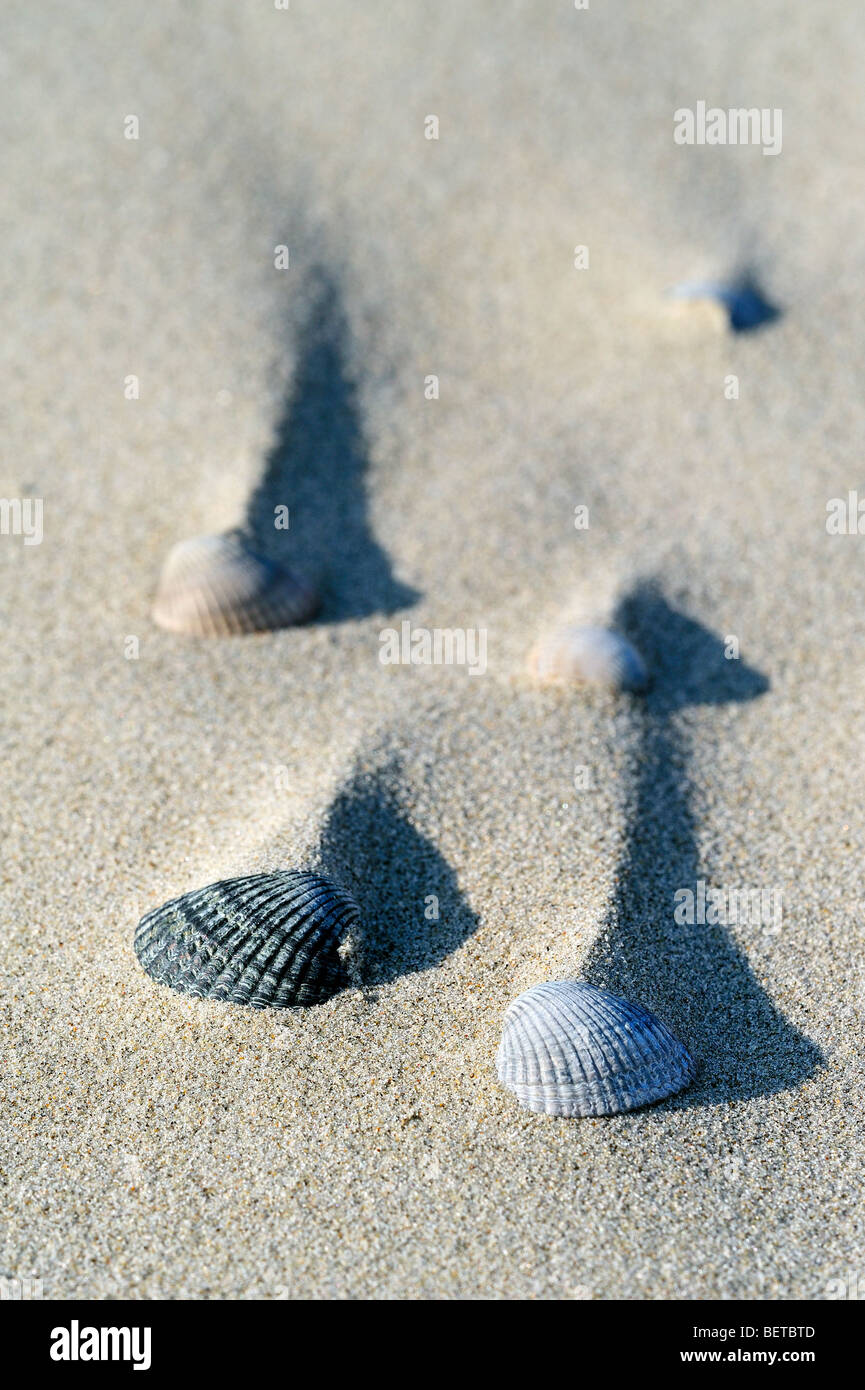 Le ombre delle creste di sabbia dietro cockle gusci (Cerastoderma edule / Cardium edule) formata dal vento sulla spiaggia Foto Stock