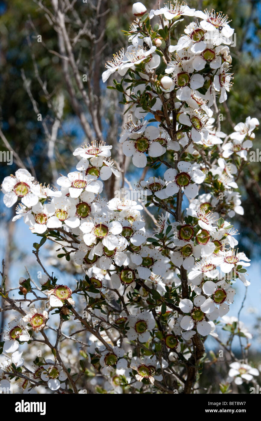 Heath Teatree, Royal Botanic Gardens, Cranbourne, Victoria, Australia Foto Stock