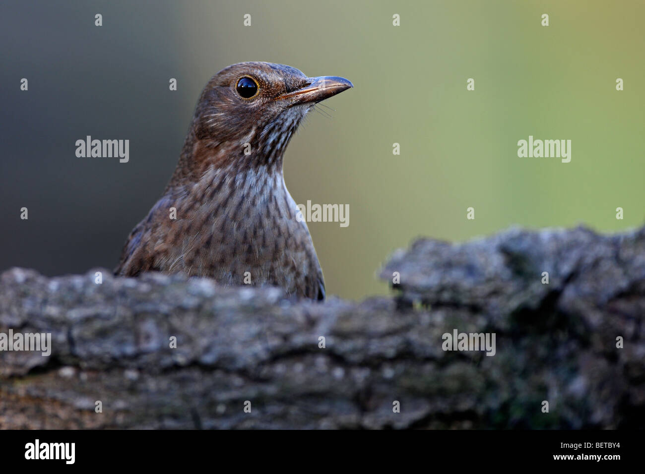 Merlo femmina (Turdus merula) sul look-out sul luogo di nutrizione, Belgio Foto Stock