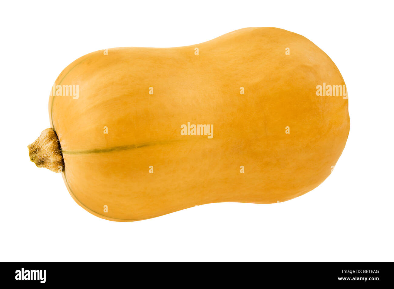 Butternut burro dado zucca zucca zucca di midollo cucurbit cibo speciale legumi frutta verdura fresca veggie pelle crimpy ruffy Foto Stock