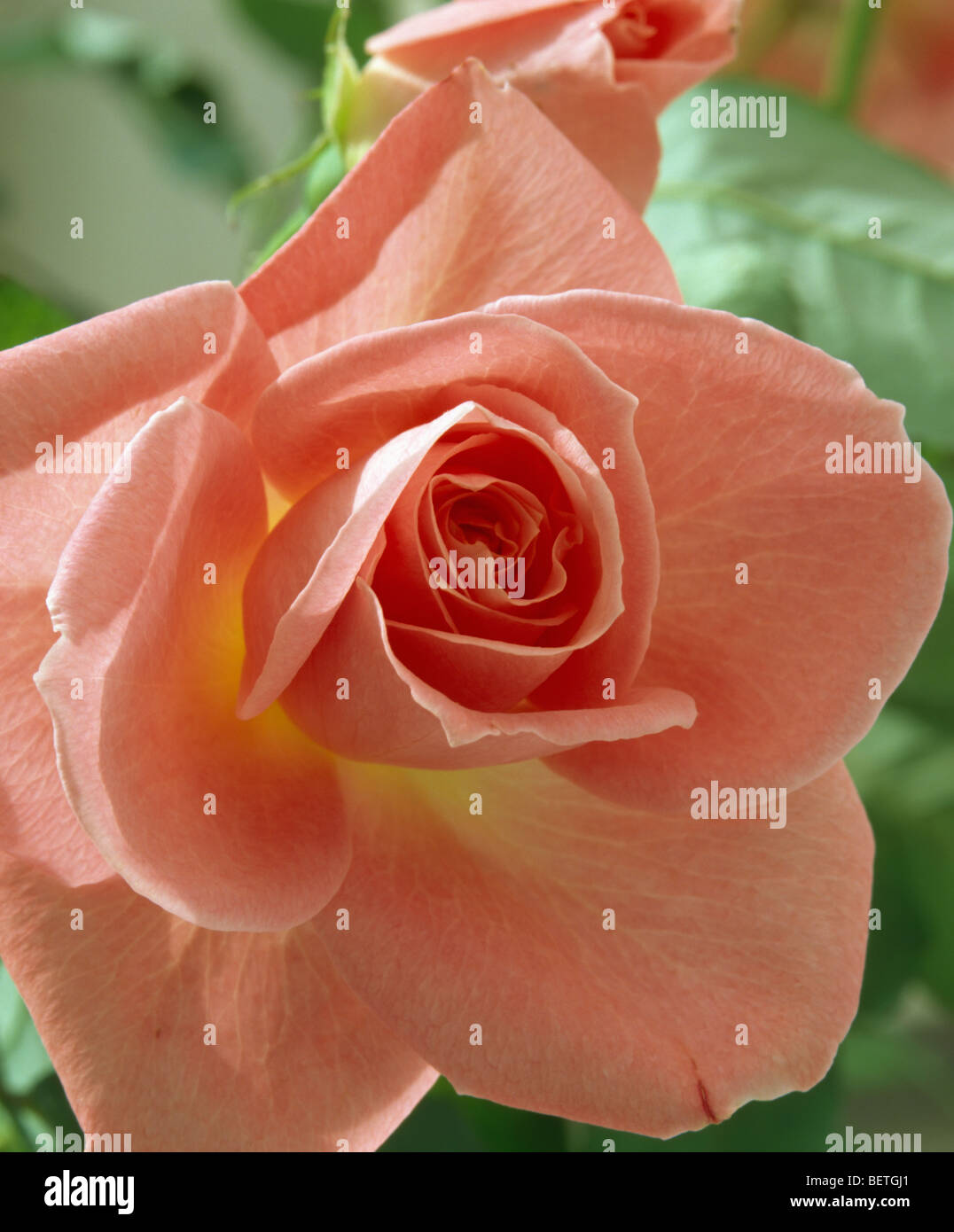 Close-up di salmone ibrido rosa rosa tea Foto Stock