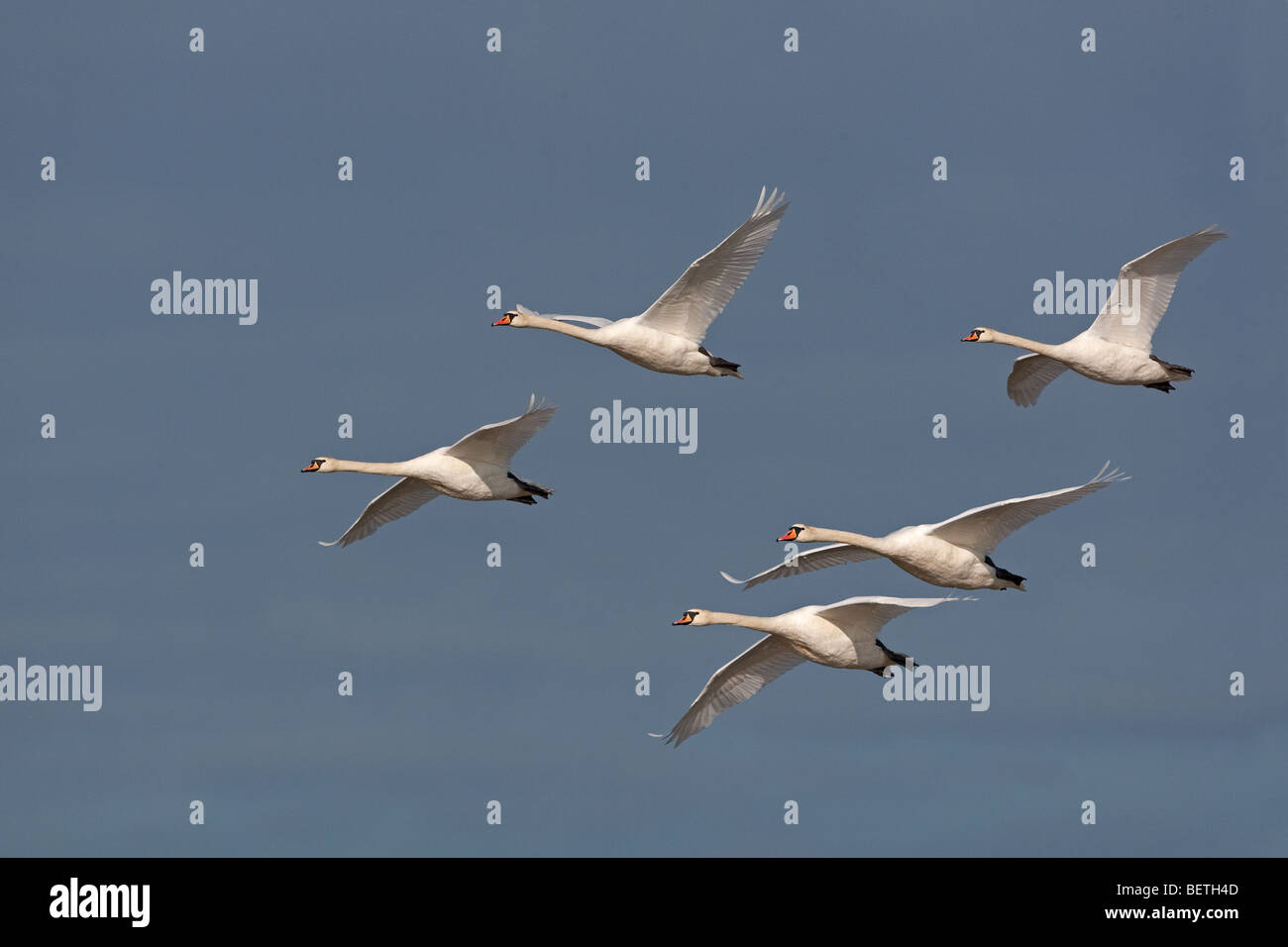 Cigni muti Cygnus olor in volo Foto Stock