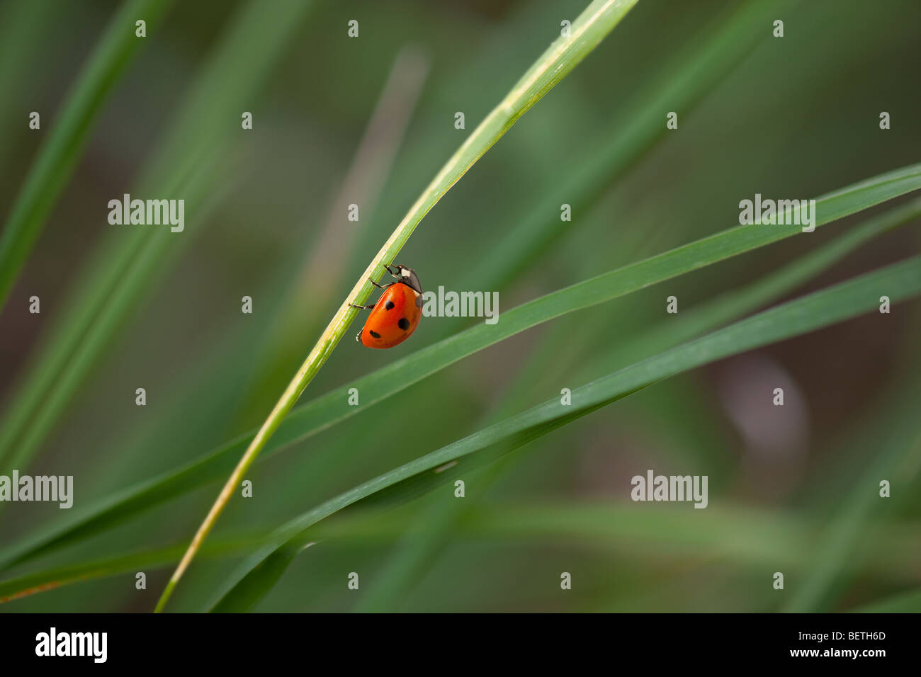 Sette-spot Coccinella Coccinella -punctata in erba prato primavera Foto Stock