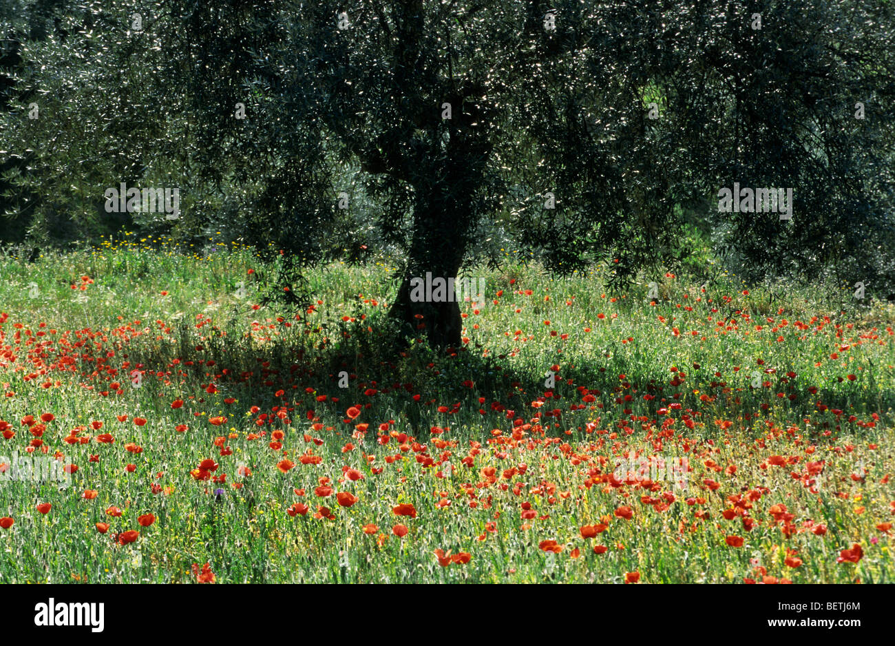 Albero di olivo e di papavero (Papaver rhoeas), Provenza, Francia Foto Stock