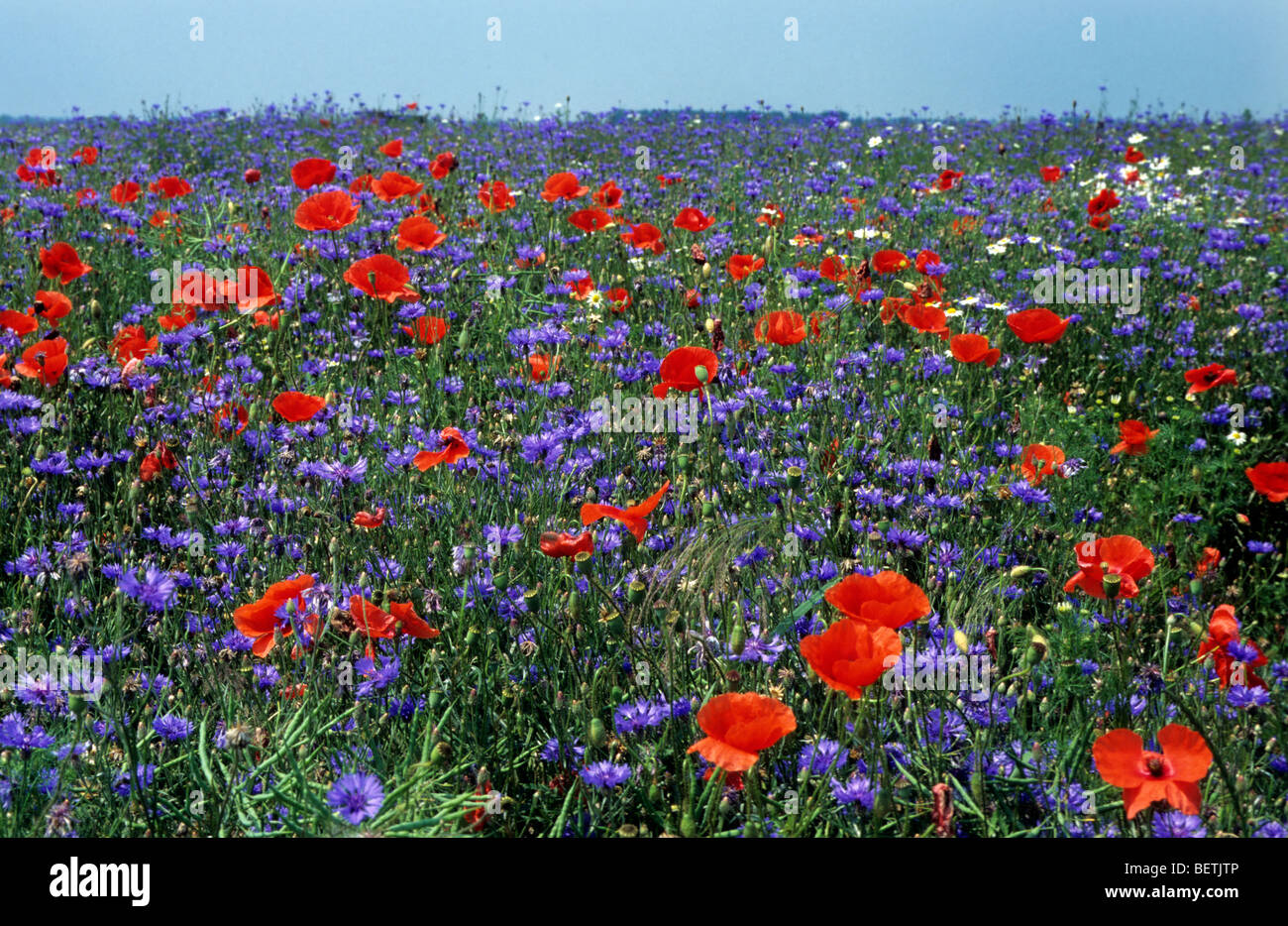 Cornflowers (Centaurea cyanus) e comuni di papavero (Papaver rhoeas) fioritura in Prato Foto Stock