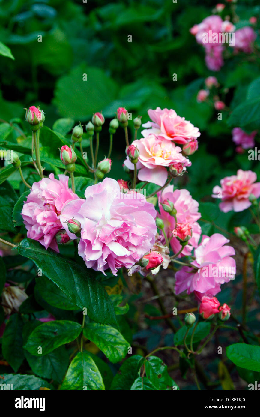 Rosa "Cornelia" AGM hybrid musk Rose Foto Stock